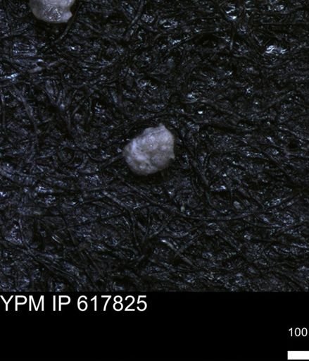 undet. Foraminiferida