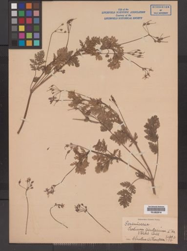 Erodium cicutarium