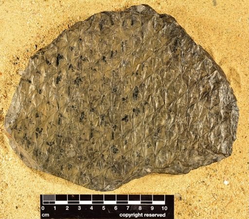 Lepidodendron