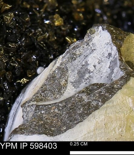 Limopsis striatopunctatus