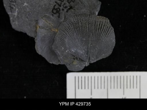 Devonochonetes coronatus