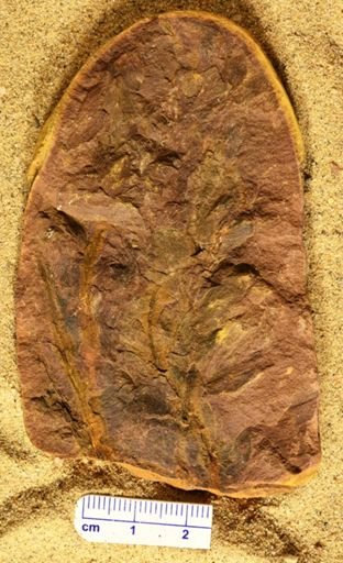 Aphlebia