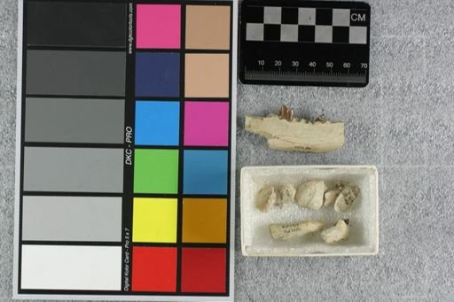 Hyaenodon crucians