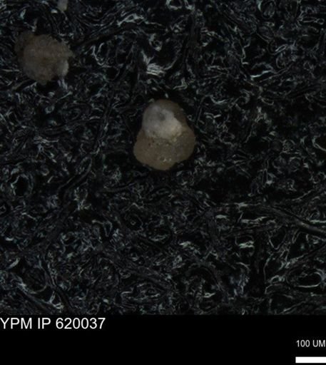 undet. Foraminiferida