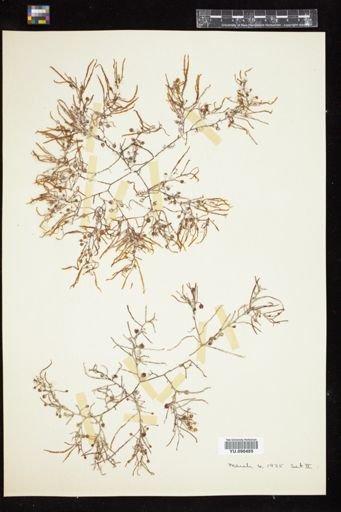 Sargassum