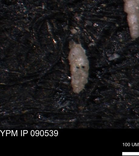 Bimonilina variana