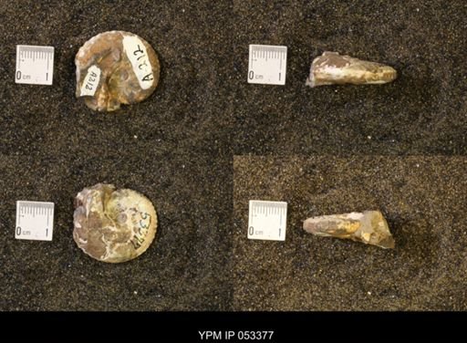 Discoscaphites conradi