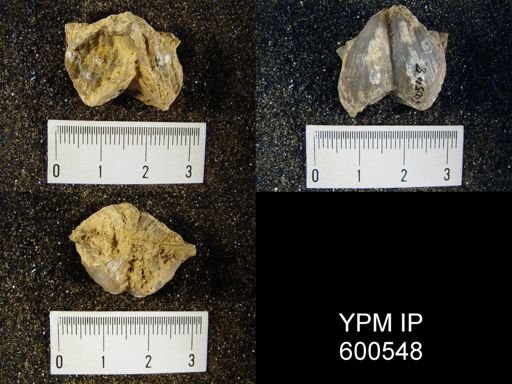 Neospirifer texanus