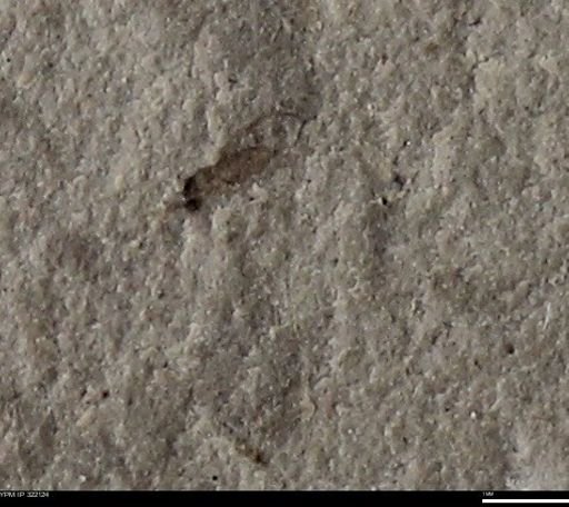 undet. Insecta