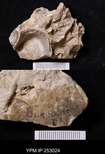 undet. Ostreidae