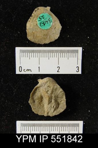 Gypidula sp.