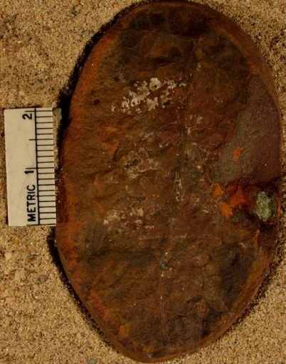 Pecopteris