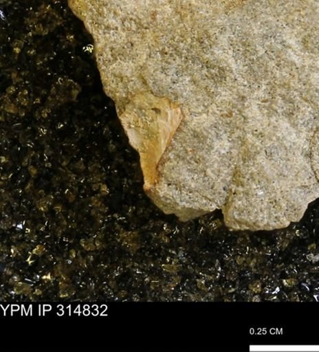 undet. Mollusca