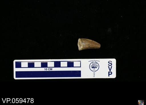 Mosasaurus?