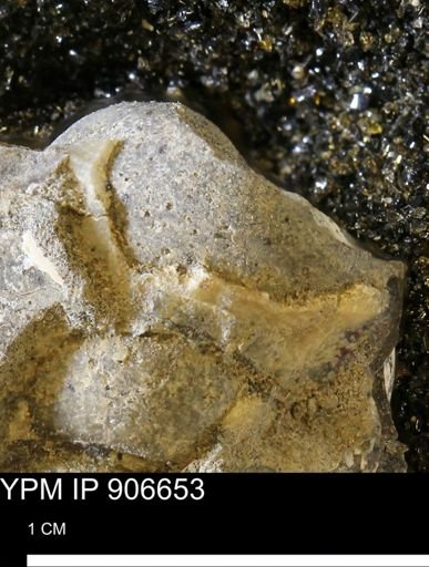undet. Gastropoda