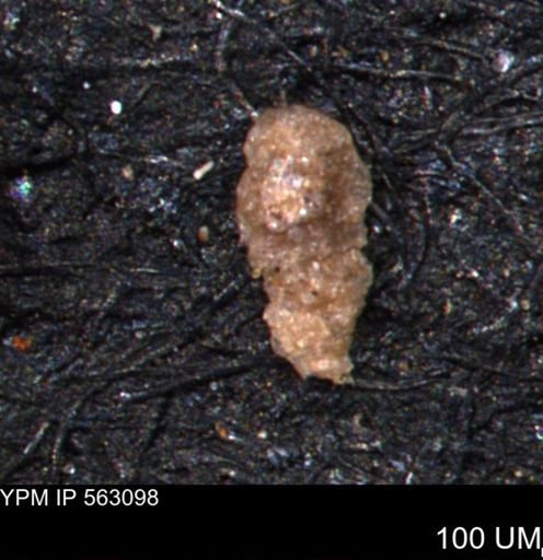 Verneuilina canadensis