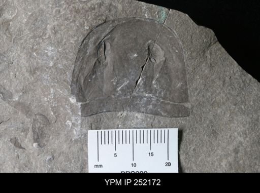 Eurypterus sp.