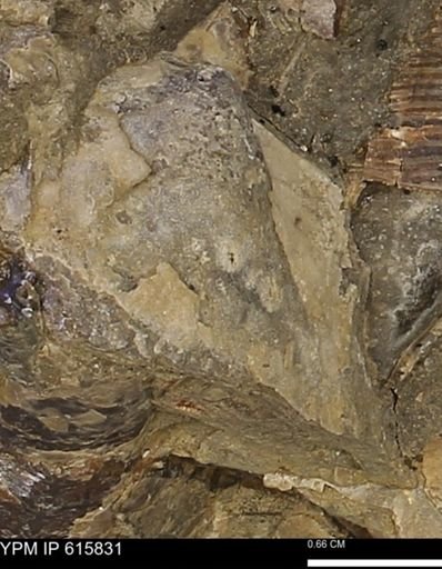 Phelopteria? linguaeformis