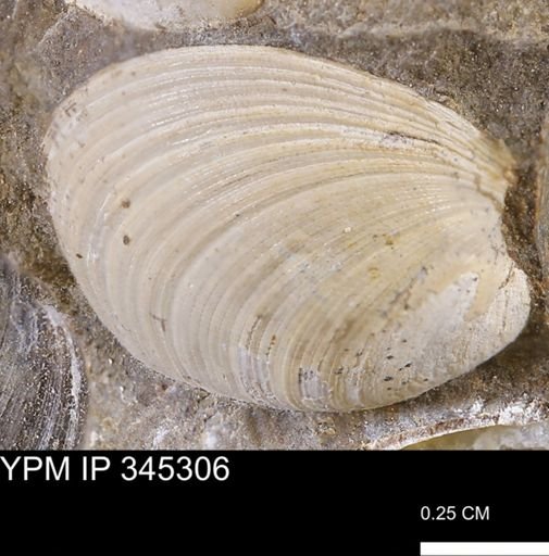 Limopsis striatopunctatus