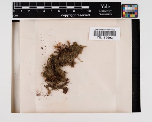 Plantae