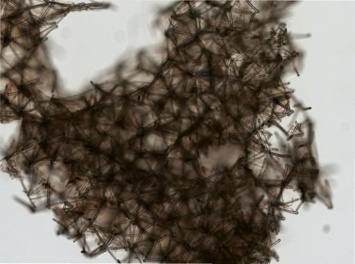 Ectyonopsis hartmani