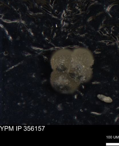 undet. Foraminiferida