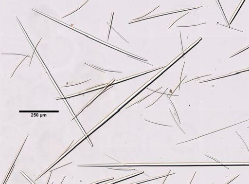 Polymastia boletiformis