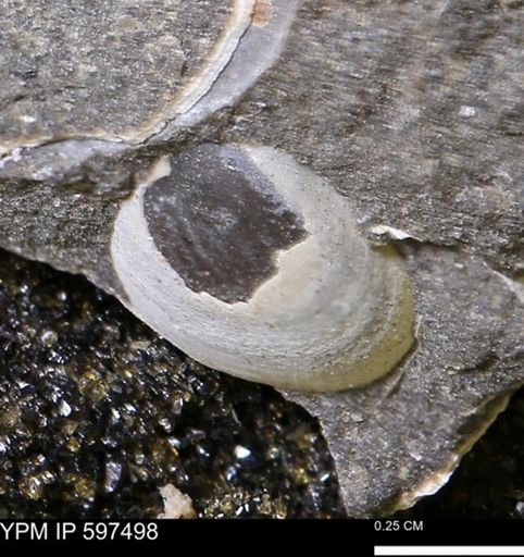 Limopsis striatopunctatus