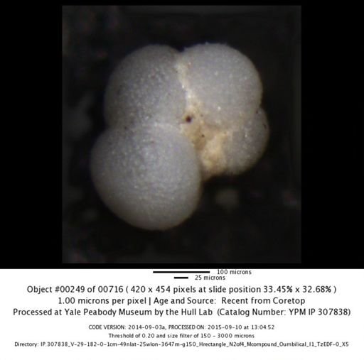 Neogloboquadrina incompta