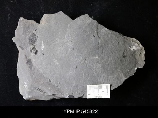 undet. Eurypterida