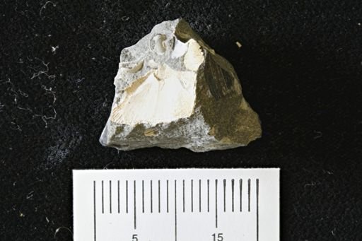 Parallelodon (Cosmetodon) sp.