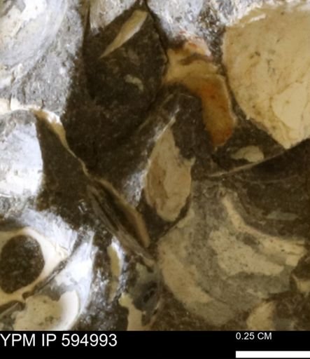Protocardia sp.