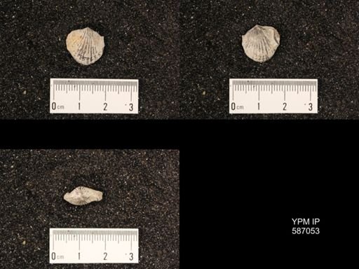 Atrypa reticularis