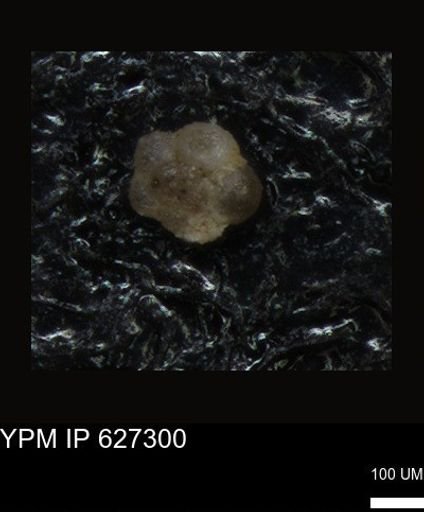 undet. Foraminiferida