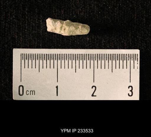 Archaeocidaris sp.
