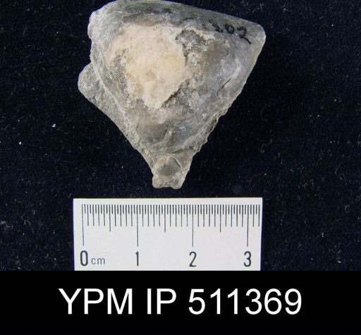 Strophomena hecuba