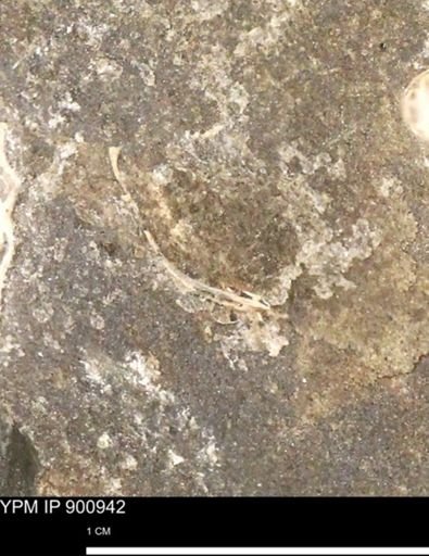 undet. Bivalvia