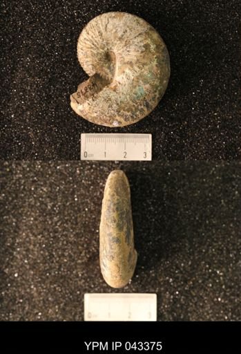 Hoploscaphites nicolletii
