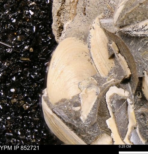 Limopsis striatopunctatus