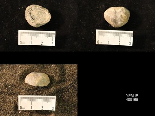 Marginifera lasallensis