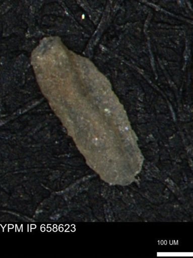 Miliammina manitobensis