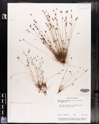 Bulbostylis capillaris