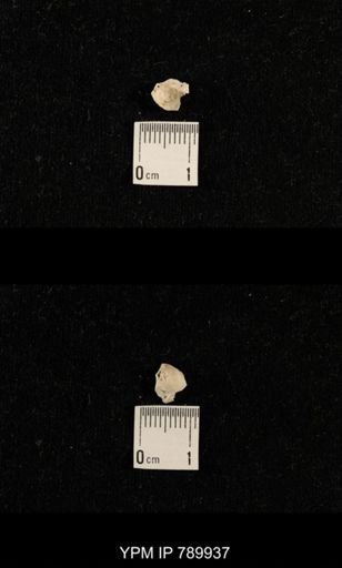 undet. Brachiopoda