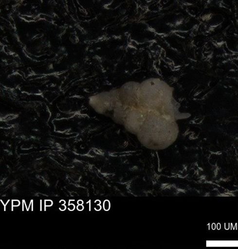 undet. Heterohelicidae