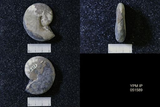 Hoploscaphites nicolletii