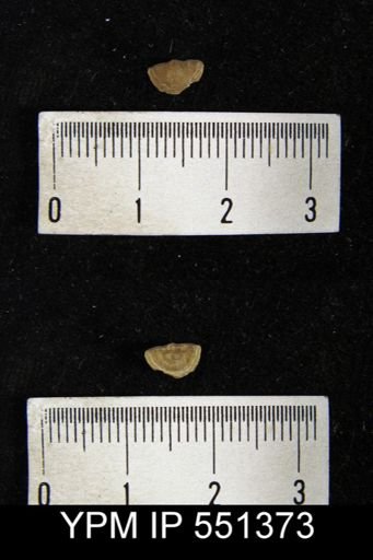 Plectambonites transversalis