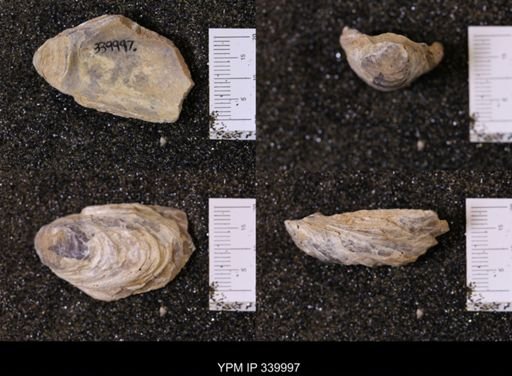 Ostrea soleniscus