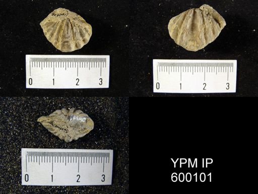 Delthyris crispa