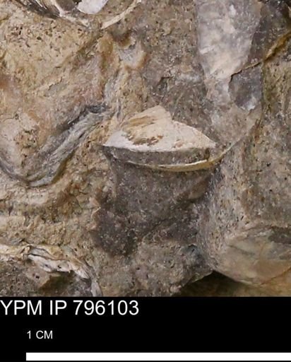 Spisula elliptica