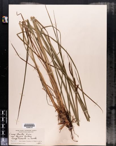 Carex stricta